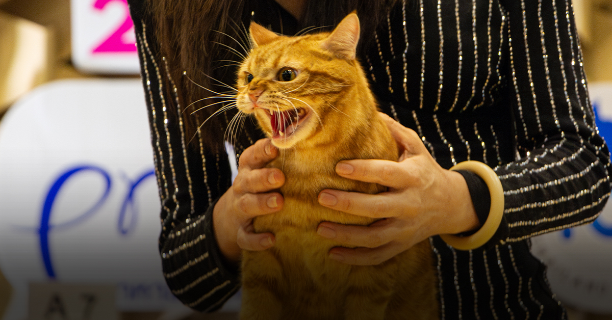Thailand Cat Show 2024